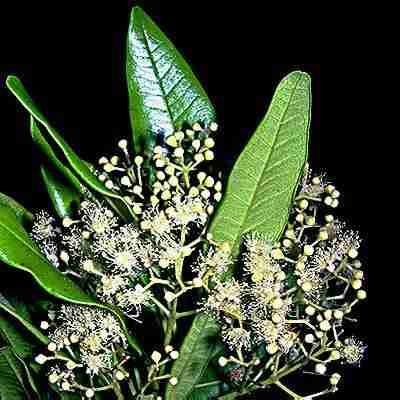Pelyněk (pelyněk černobýl Artemisia vulgaris) Z kvetoucích stonků pelyňku se destiluje tmavě zelená, výrazně vonící silice s charakteristickým bylinným odstínem.