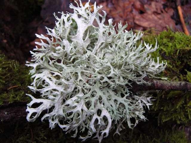 Tymián (tymián obecný Thymus vulgaris) Tymián je běžným kořením. Z kvetoucích stonků tymiánu se destiluje bílá až hnědočervená silice pronikavé, bylinné vůně.