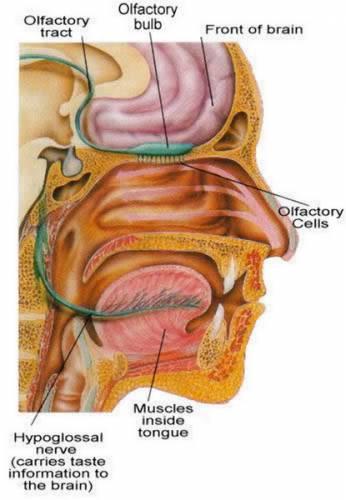 Čichový nerv Čichové čidlo Přední mozek Čichové buňky Podjazykový nerv Svaly uvnitř jazyka Obr. 1 Čichové ústrojí [5] Existuje mnoho teorií, jak funguje čich, jaký je mechanismus vnímaní vůní.