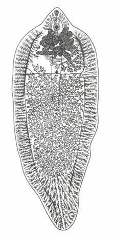 Třída: Motolice (Trematoda) * Listovité, kopinaté tělo * Ústní a hřbetní přísavka * Nepárové vyústění exkreční