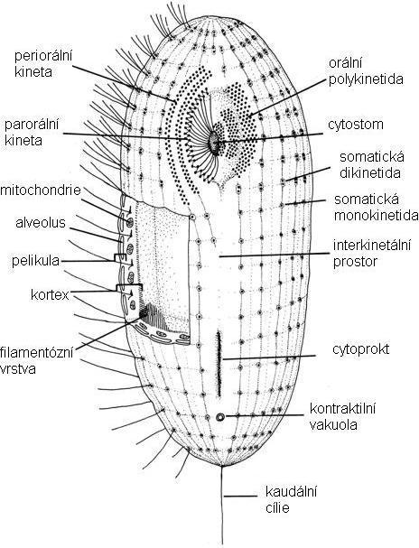 Obr. 2. Schéma buňky nálevníka. (podle Lynn a Small 1990). V kaţdé buňce nálevníka nalezneme dva typy jader: jeden nebo několik malých mikronukleů a jeden nebo více velkých makronukleů.