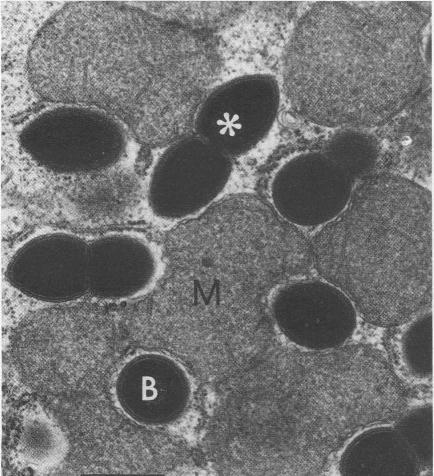 druhů archebakterií. U druhu Trimyema sp. se jednalo o druh Methanocorpusculum parvum (Finlay et al. 1993) a u druhu T. compressum šlo o druh Methanobrevibacter arboriphilicus (Shinzato et al. 2007).