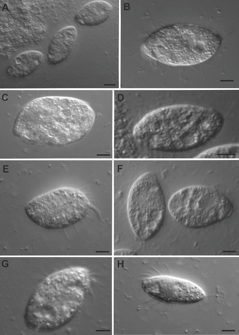 Obr. 16. Fotografie ţivých buněk izolátů náleţící do rodu Trimyema.