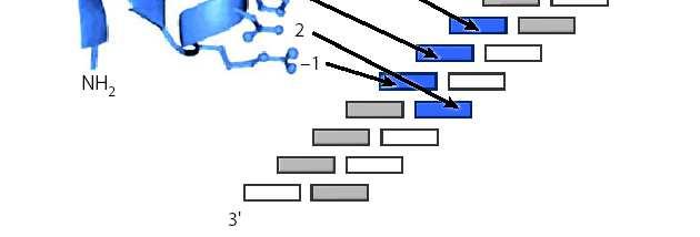štěpení chimerickými (fúzními) proteiny nukleázová doména: restriktáza Fok I DNA vazebná doména: - Zn-finger