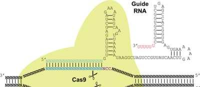 CRISPR/Cas9 - bakterie a archea obrana proti invazním DNA (virům