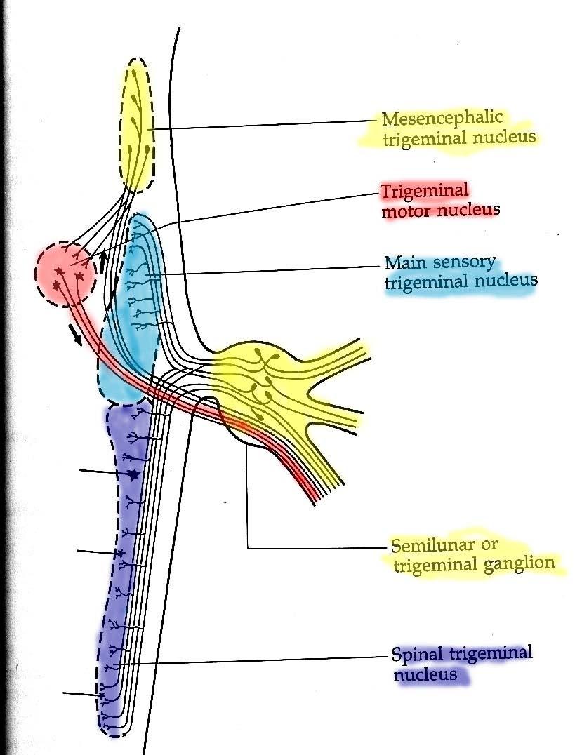 Nuclei