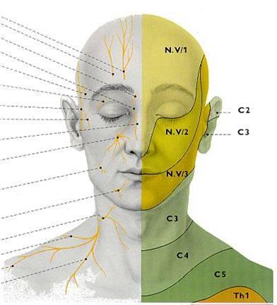 Výstupy větví trigeminu na obličeji