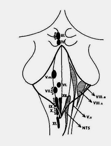 Nervus vestibulocochlearis Pars vestibularis N. utriculoampullaris N. saccularis N.