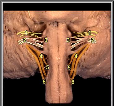Postranní smíšený systém IX, X, IX Ncl ambiguus SM IX a X svaly patrových oblouků, hltanu, hrtanu a jícnu 1-IX 2 X 3 - XII 4 r.cranialis XI 5 - C1 6 r.spinalis XI Ncl. dorsalis n.
