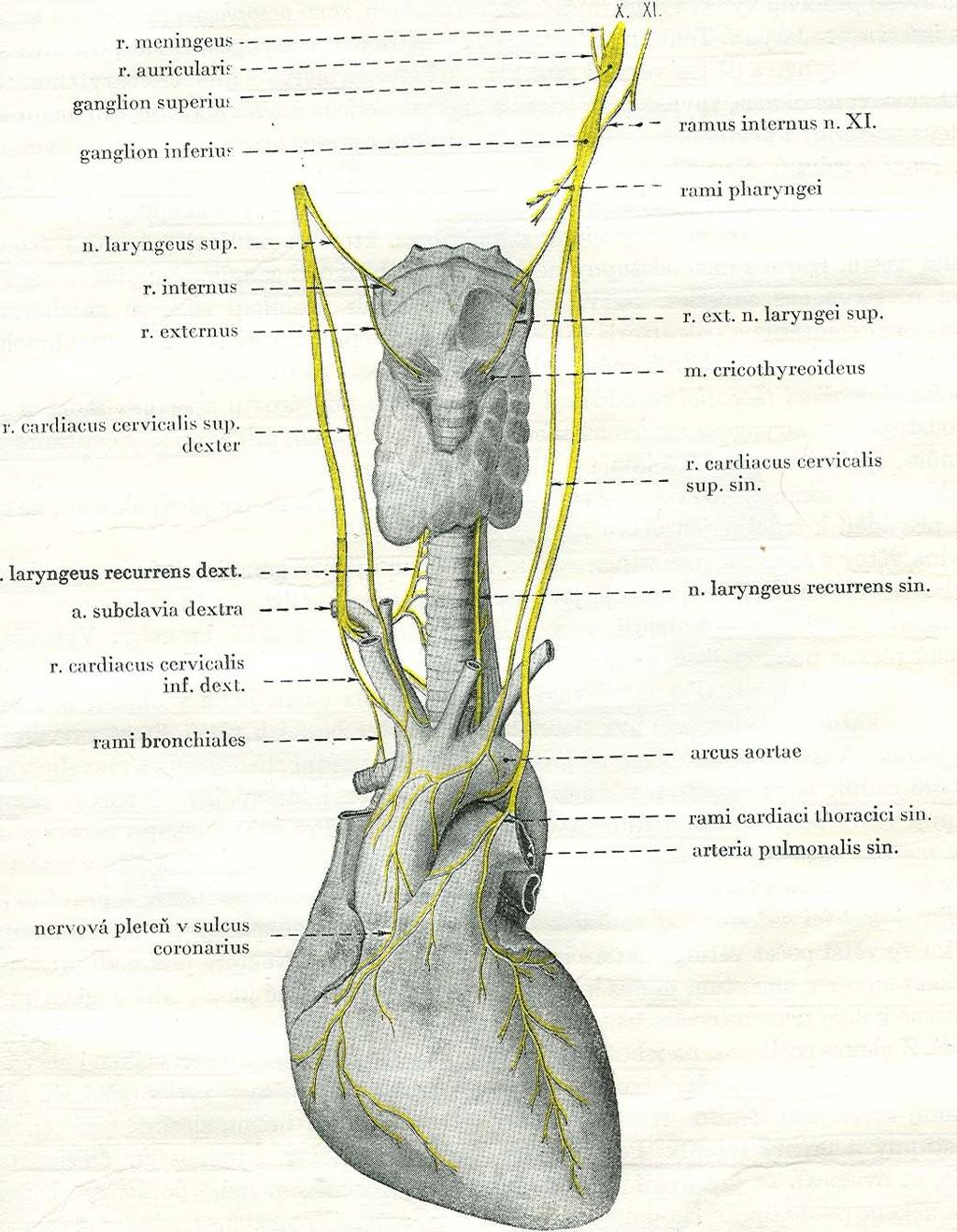 Nervus