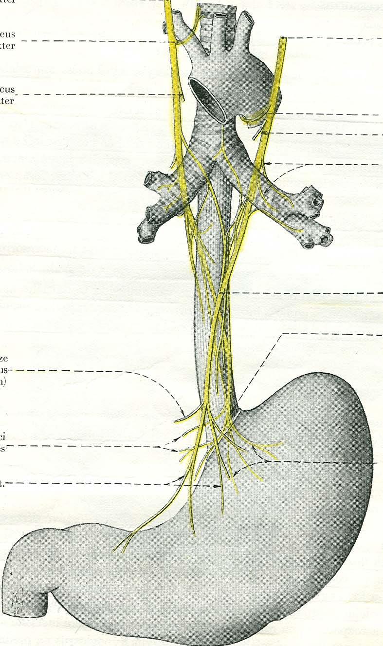 N. laryngeus reccurens N. vagus sin. r. cardiacus thoracicus dx. n. laryngeus reccurens sin. r. cardiacus thoracicus sin. rr.