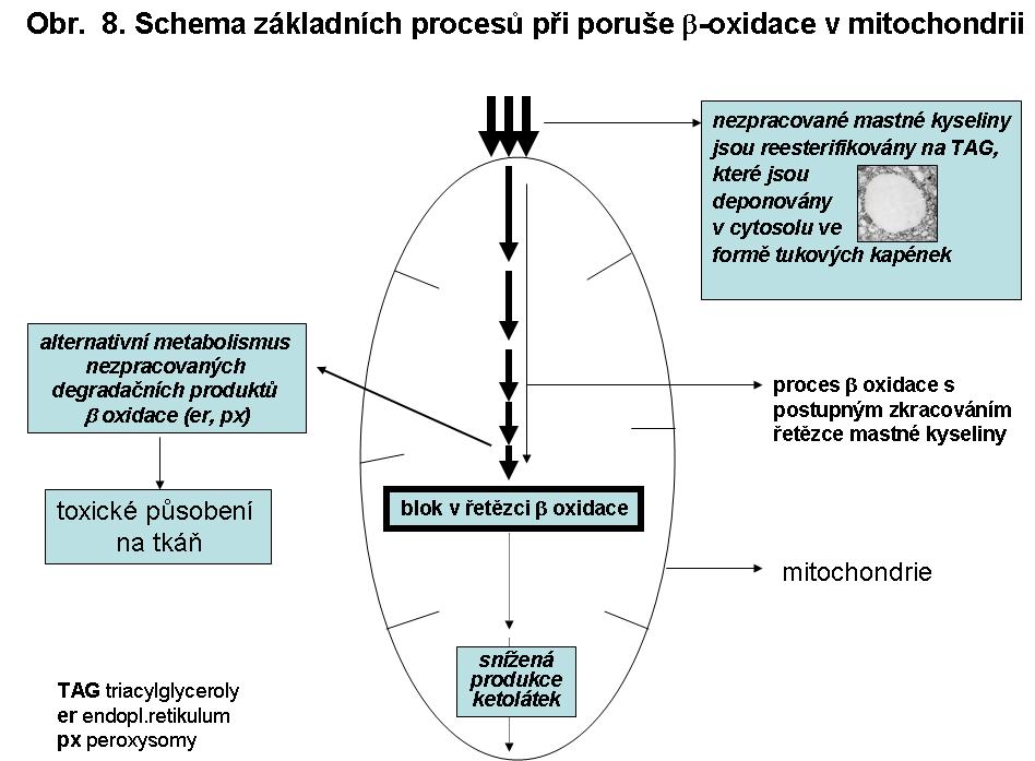 Nejvýznamější orgánová patologie u poruch beta oxidace Porucha je míněna v nejširším slova smyslu, tj.