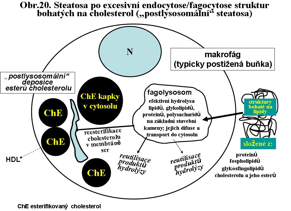 určeno typem endocytovaného materiálu a časovým faktorem, neboť existují rozdíly v rychlosti hydrolysy jednotlivých lipidních typů.