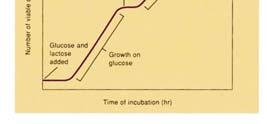 coli v přítomnosti glukosy a laktosy Glukosa je rozkládána konstitutivními enzymy Laktosa indukuje enzymy pro svůj rozklad Glukosa zabraňuje růstu na laktose represí syntézy enzymů pro degradaci