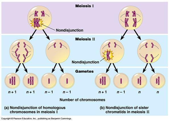 Změny v počtu chromozómů segregační chyby Situace, kdy schází celý chromozomový pár, se označuje jako nullizómie, pokud schází jeden chromozóm z páru, jde o monozómii.