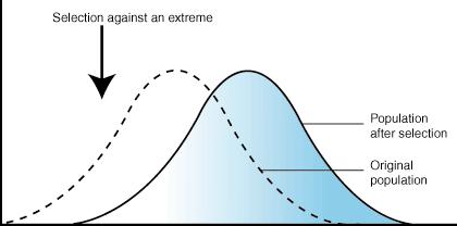 Selekce usměrněná (centrifugální) zvýhodňuje některý z extrémních fenotypů, tj.