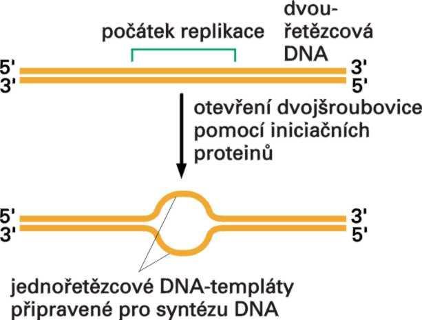 Dvojšroubovice DNA se
