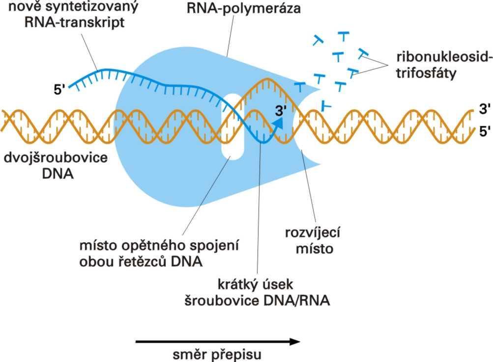 DNA je transkribována enzymem