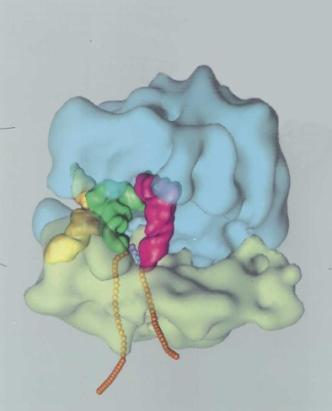 Translace = překlad genetické informace z pořadí nukleotidů v mrna do pořadí aminokyselin v bílkovině Místo ribozóm Vzor