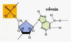 NUKLEOTID