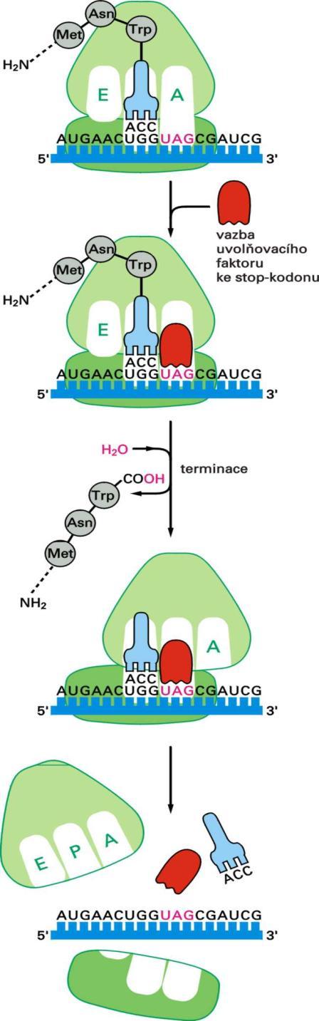 Konečná fáze proteosyntézy = terminace Translace je