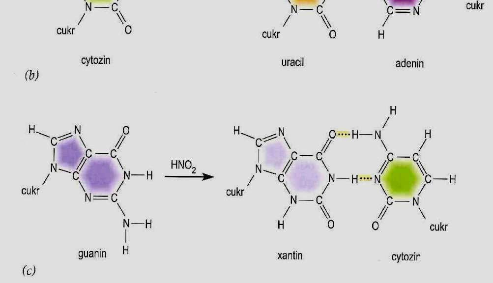oxidativní deaminace