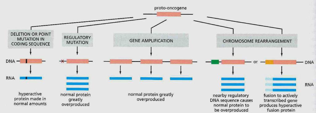 Způsoby konverze protoonkogenu na onkogen protoonkogen Delece nebo bodová mutace v kódující sekvenci Mutace v regulaci Amplifikace genu Přeskupení chromozomu Hyperaktivní protein vytvářený v