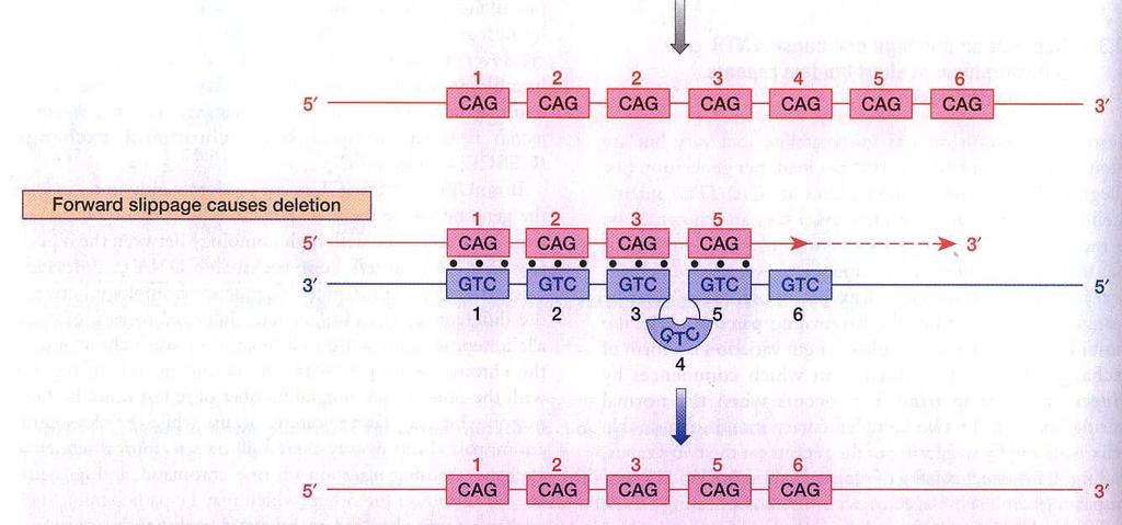 slippage polymerase slippage Expanze