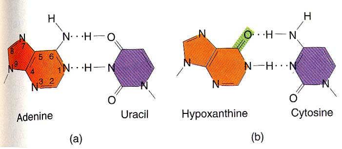 Oxidativní deaminace bází vyvolaná kyselinou