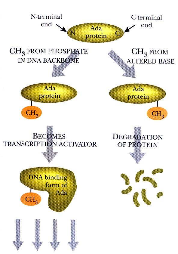 alkylované DNA