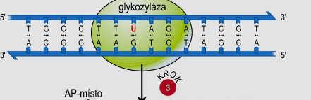 báze v DNA 2.