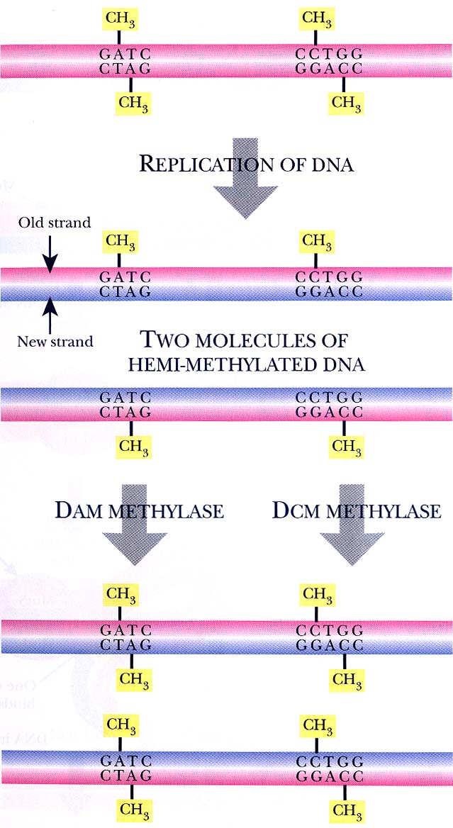 Metylace DNA místně-specifickými metylázami Rodičovská molekula