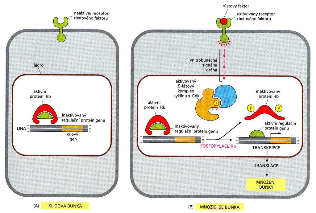 Model stimulace proliferace buněk růstovými faktory a účast Rb-proteinu Mutace genu