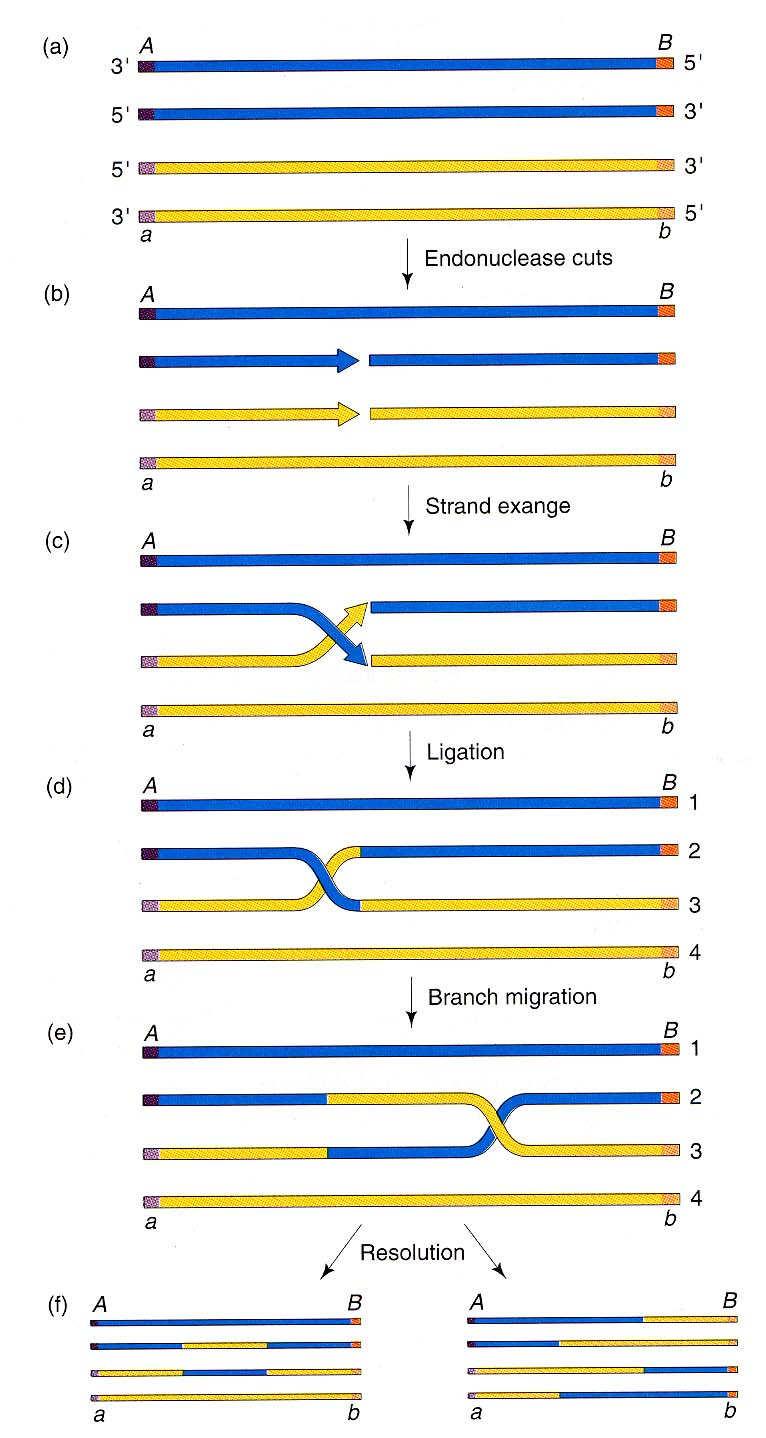 Průběh homologní rekombinace Homologické molekuly dsdna (dsdna x ssdna) Vznik náhodných zlomů Bod