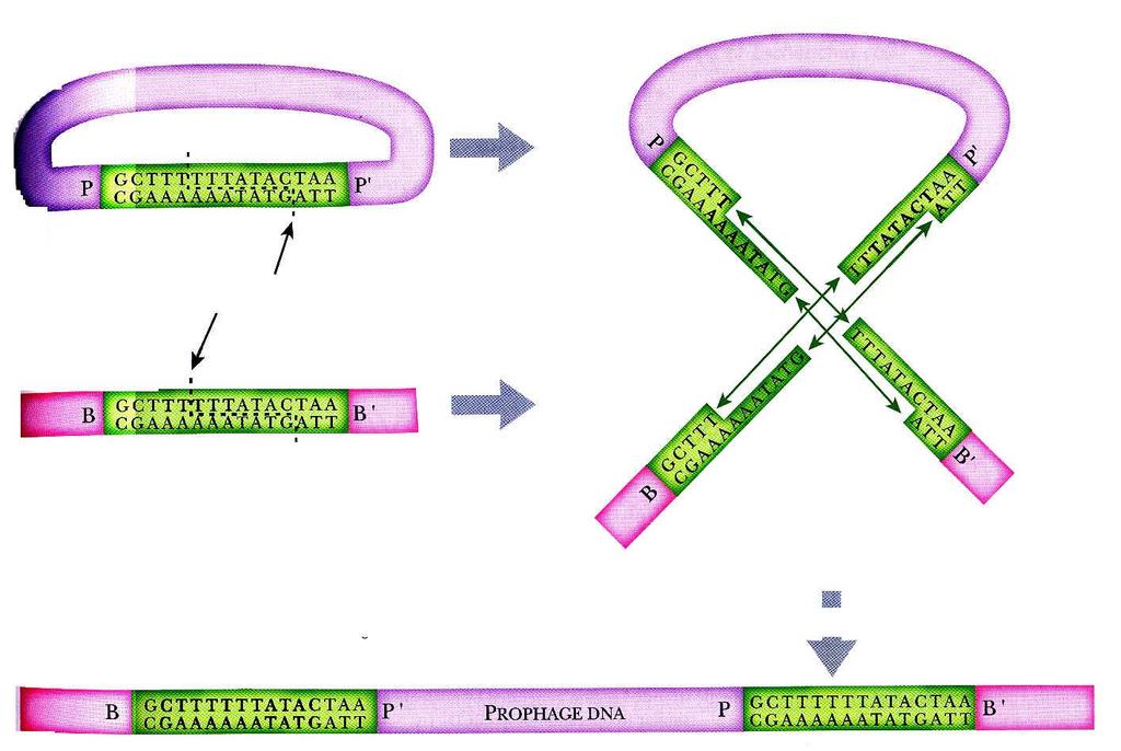 Začlenění DNA bakteriofága lambda do chromozomu E.