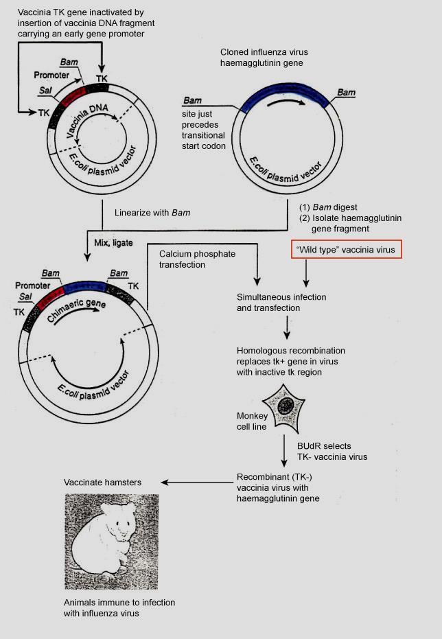 Příprava rekombinantních vakcibia virů Klonování do BamHI Klonovaný gen pro hemaglutinin viru chřipky AUG 2 Virus vakcinie 187 300 kb izolovaná virová DNA je