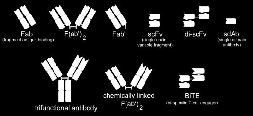 Typy rekombinantních protilátek Nanoprotilátky Heavy-chain antibodies