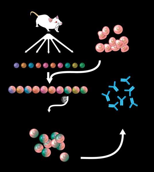 Příprava monoklonálních protilátek z hybridomů Aplikace antigenu Imunizovaná myš Nesmrtelné nádorové buňky B-lymfocyty tvoří protilátky Odebrání buněk sleziny Fúze buněk