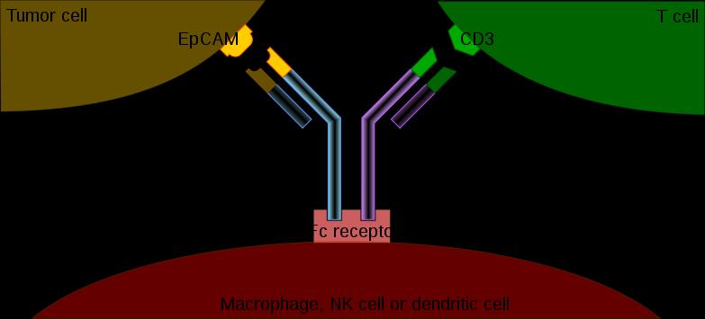 Mechanismus působení bispecifické monoklonální protilátky Buňka adenokarcinomu Cytotoxická T buňka Makrofág,
