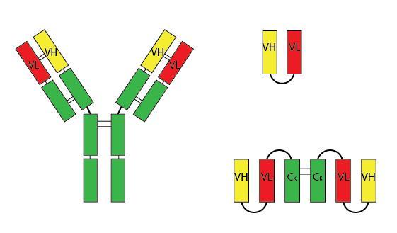 Jednořetězcové protilátky scfv (single chain antibody - SCA) (variable region fragments) a) b) Variabilní oblasti lehkého a těžkého řetězce vázající antigen (glycin 4 serin) 3 c) Disulfidické můstky