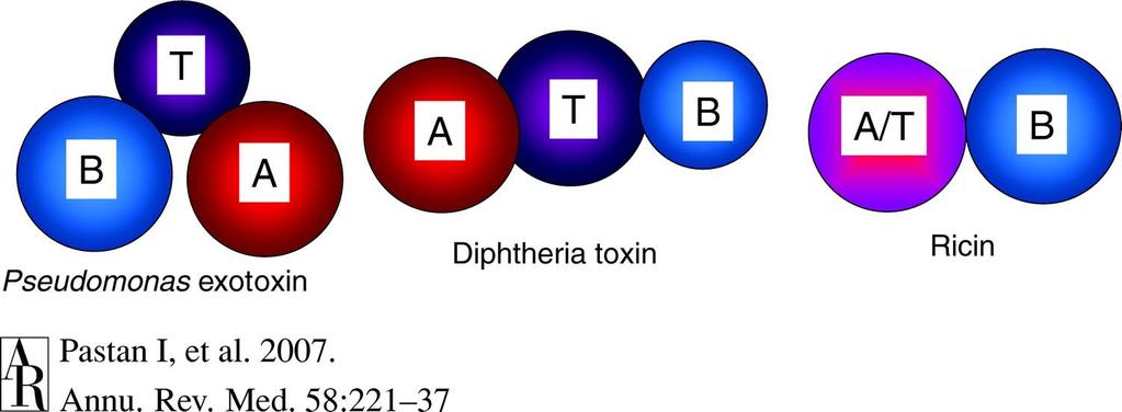 Toxiny používané pro přípravu imunotoxinů PE DT B =