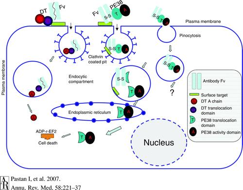 Působení imunotoxinu na nádorové buňky Rekombinantní imunotoxin se váže na antigeny na