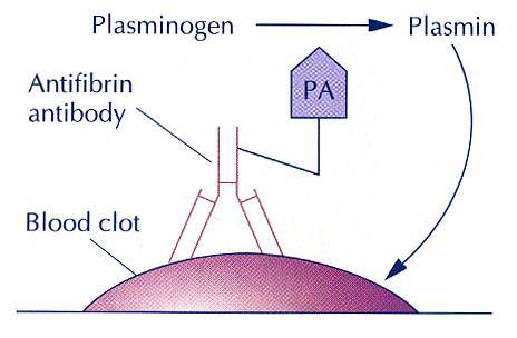 to plasminogen je vázána activator s (PA). aktivátorem After the complex plazminogenu binds to the (PA).