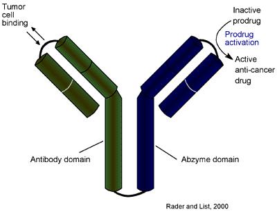 Struktura abzymu pro destrukci nádorových buněk Vazba na nádorovou buňku Přeměna prekurzoru na aktivní léčivo Oblast protilátky Oblast s enzymovou aktivitou Aplikace: abzym je injikován do pacienta,