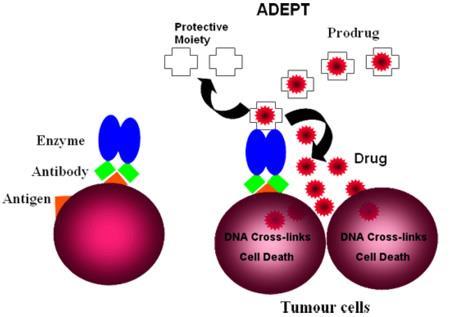 Princip Antibody-Directed Abzyme Prodrug Therapy (ADEPT) Protilátka (abzym) dopraví enzym k receptorům na nádorových buňkách, kde enzym