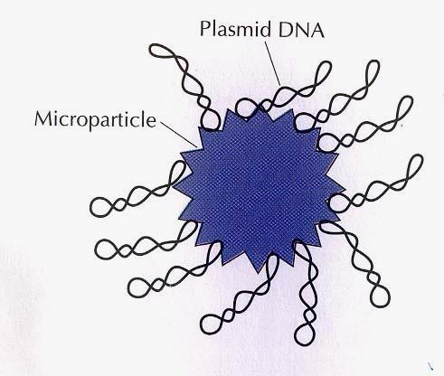 Navázání plazmidové DNA na kationty povrchu polymerových mikročástic Plazmidová DNA je navázána na biodegradovatelné mikročástice polymerů (0,3-1,5 mm), z nichž