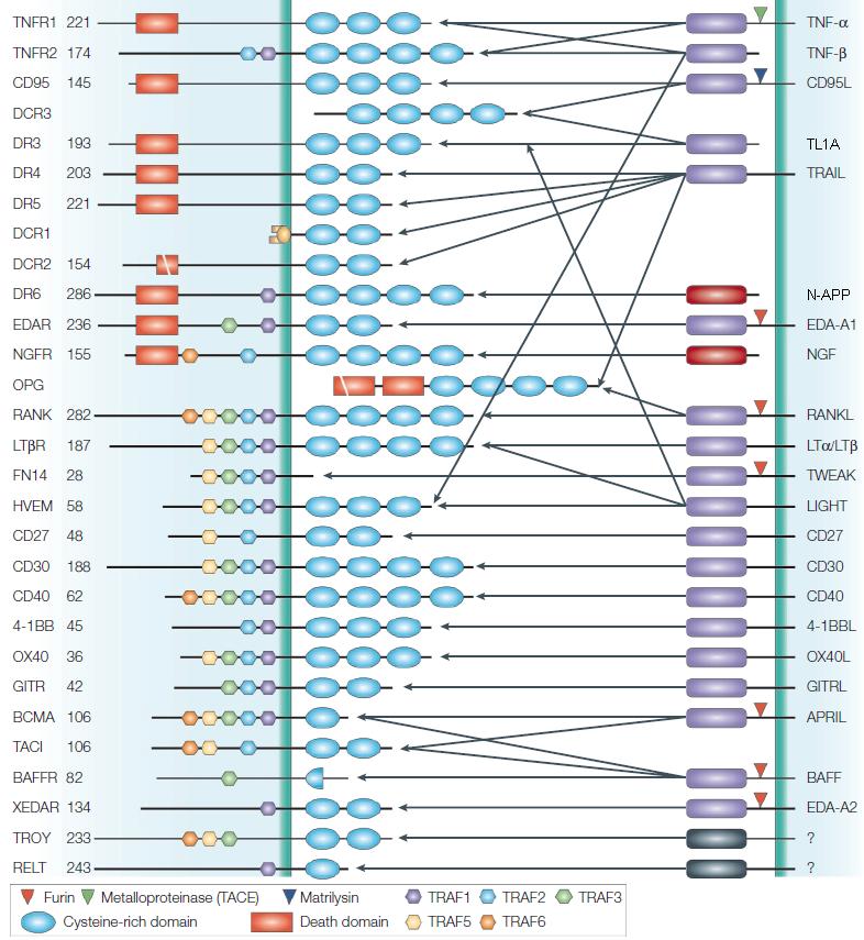 Obr. 1: Receptory rodiny TNFR a jejich ligandy Receptory rodiny TNFR (v levé části panelu) jsou obvykle transmembránové proteiny I. třídy, obsahují tzv.