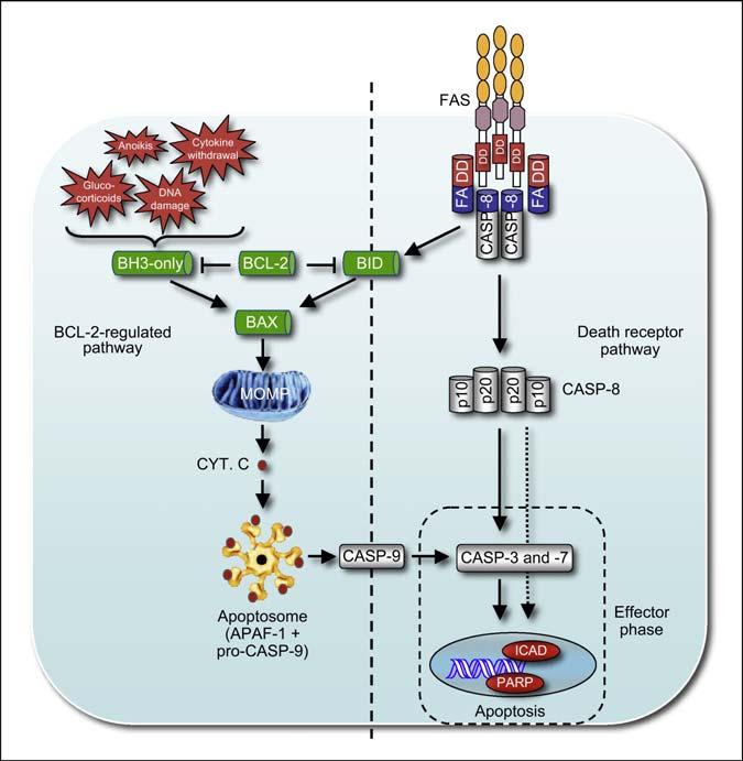 s proteiny Bad, Bik, Bim, Hrk, Noxa, Puma a Bmf (Huang & Strasser, 2000).