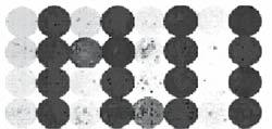 Apoptosis (2008) 13:423 436 427 A B Fig. 1 ARAP1 (Dexon30) associates with DR4(ICP) in yeasts. (a) Schematic illustration of human ARAP1 (ARAP1 transcription variant 3, NM_001040118.1).