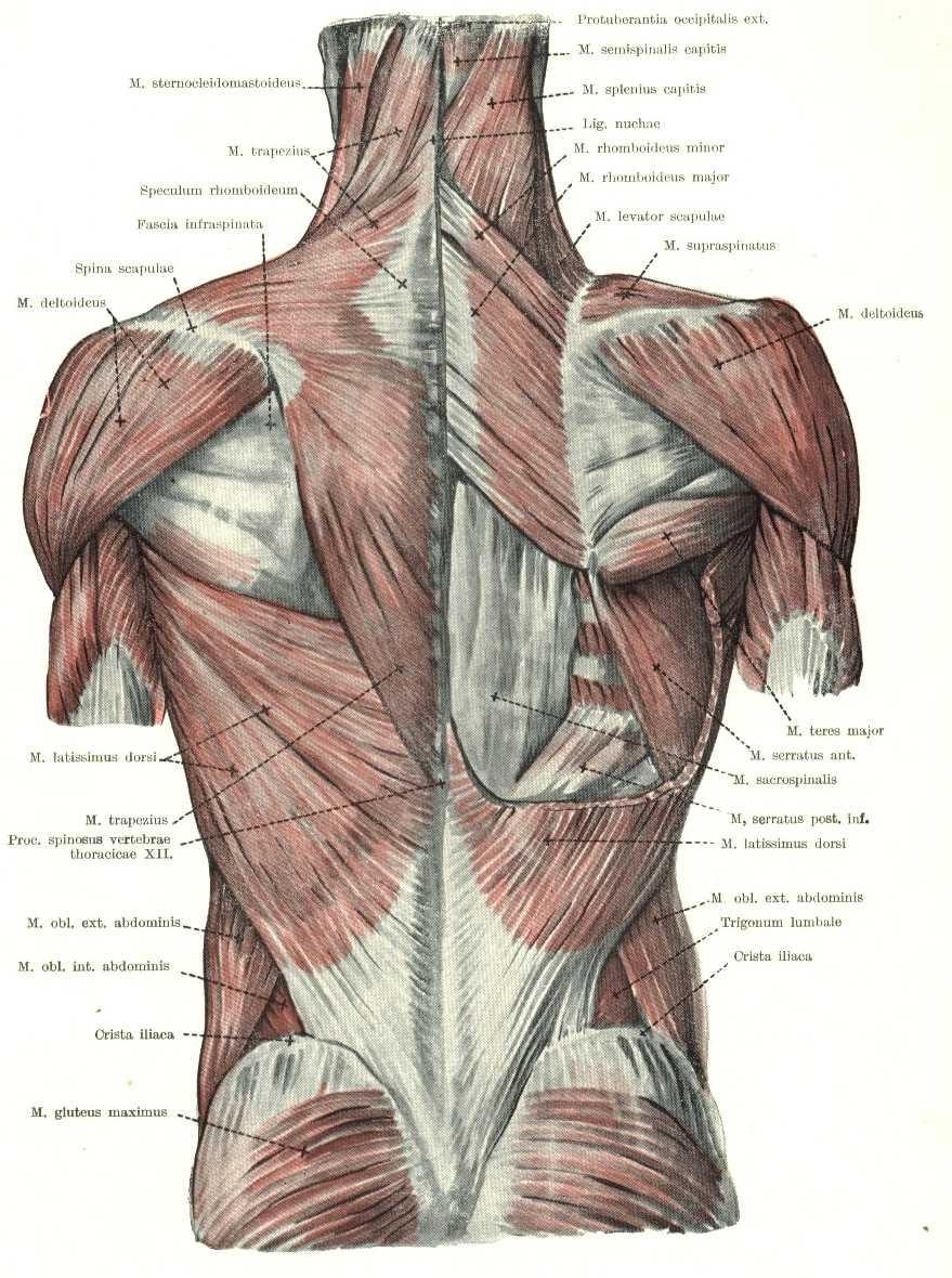 Systém spinohumerální m. trapezius m. levator scapulae m. romboideus minor trapézový sval, od střední šíjové čáry malý linea rombických nuchae superior sval - od proc. ligamentum spin.